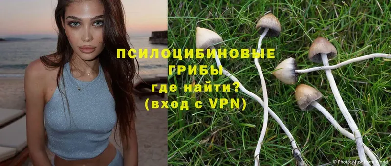 Галлюциногенные грибы MAGIC MUSHROOMS  Богородицк 